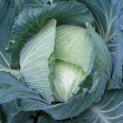 Late Flat Dutch Cabbage Seeds 300 Grow Favorites Fresh Seeds Fast Shipping