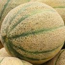 Cantaloupe Seeds HalesS Best Jumbo 50 Summer Vine Fruit Fresh Seeds Fast Shipping