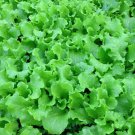 Grand Rapids Lettuce Seeds 1000 Leafy Greens Salad Fresh Seeds Fast Shipping