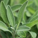Sage Herb Seeds 100 Broadleaf Common Shrub Bush Aroma Fresh Seeds Fast Shipping