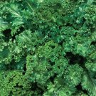 Mustard Seeds 500 Southern Giant Cur Greens Fresh Seeds Fast Shipping