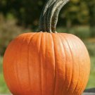 Sugar Pie Pumpkin Seeds 15 Vegetable Squash Avg Wt 8Lbs Baking Fresh Seeds Fast Shipping