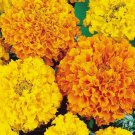Marigold Flower Seeds 100 Cracker Jack Mix Orange Yellow Fresh Seeds Fast Shipping