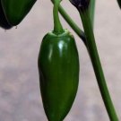 Jalapeno Pepper Seeds 30 Early Jalapeno Spicy Mexican Fresh Seeds Fast Shipping