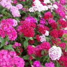 Sweet William Flower Seeds 500 Mixed Colors Reds Pink Purple White Biennial Fresh Seeds Fast Shippin