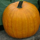 Connecticut Field Pumpkin Seeds 15 Jack O Lantern Pies Baking Fresh Seeds Fast Shipping