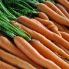 Scarlet Nantes Carrot Seeds 1000 Vegetable Salad Soups Fresh Seeds Fast Shipping