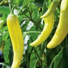 Sweet Banana Pepper Seeds 50 Sweet Mild Taste Fresh Seeds Fast Shipping