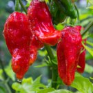 Ghost Pepper Seeds 20 Bhut Jolokia Very Hot & Spicy Salsa Sauce Fresh Seeds Fast Shipping