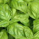Basil Seeds 300 Italian Large Leaf Herb Fresh Seeds Fast Shipping