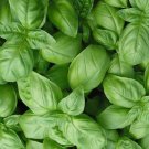 Sweet Basil Seeds 300 Genovese Herbs Italian Fresh Seeds Fast Shipping