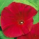 Morning Glory Flower Seeds 30 Scarlet O Hara Climber Vine Fresh Seeds Fast Shipping