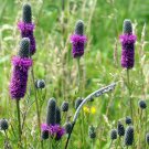 Purple Prairie Clover Seeds 250 Native Wildflower Fresh Seeds Fast Shipping
