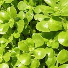 Purslane Golden Seeds 250 Portulaca Sativa Herb Green Edible Fresh Seeds Fast Shipping