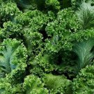 Southern Giant Cur Mustard Seeds 500 Fresh Seeds Fast Shipping