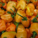 Orange Habanero Pepper Seeds 30 Hot Vegetable Fresh Seeds Fast Shipping