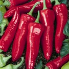 Big Jim Hot Pepper Seeds 25 Capsicum Anuum Vegetable Fresh Seeds Fast Shipping