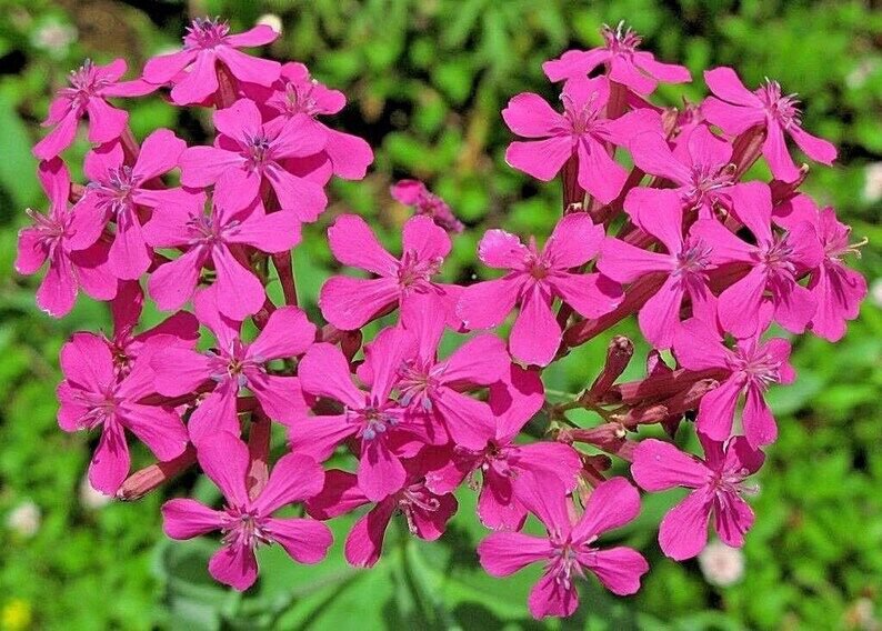 None So Pretty Catchfly Seeds 500 Flower Silene Armeria Fresh Seeds Fast Shipping