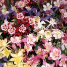 Dwarf Columbine Mix Seeds 200 Flower Mixed Colors Fresh Seeds Fast Shipping