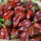 Chocolate Habanero Hot Pepper Seeds 20 Hot Spicy Vegetable Fresh Seeds Fast Shipping