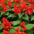 Scarlet Sage Flower Seeds 200 Salvia Coccinea Ornamental Fresh Seeds Fast Shipping