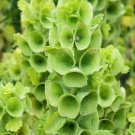 Bells Of Ireland Flower Seeds 100 Moluccella Laevis Green Flowers Fresh Seeds Fast Shipping