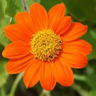 Mexican Sunflower Seeds 50 Tithonia Orange Flower Fresh Seeds Fast Shipping