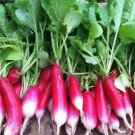 Radish Seeds 200 French Breakfast Survival Vegetable Fresh Seeds Fast Shipping