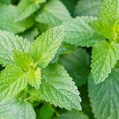 Catnip Seeds 1000 Common Cat Nip Herb Kitty Meow Fresh Seeds Fast Shipping
