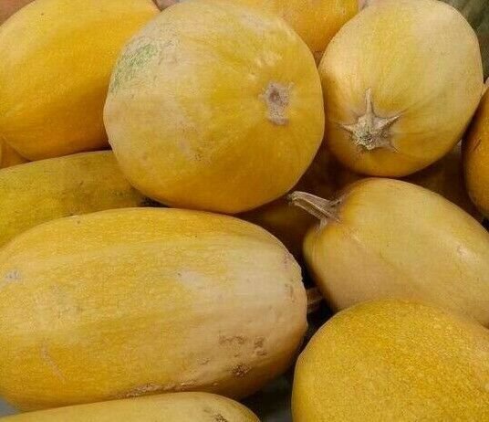 Spaghetti Squash Seeds 20 Winter Squash Vegetable Fresh Seeds Fast Shipping