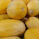 Spaghetti Squash Seeds 20 Winter Squash Vegetable Fresh Seeds Fast Shipping