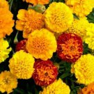 French Marigold Flower Seeds 100 Petite Mix S Bees Fresh Seeds Fast Shipping