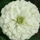 White Zinnia Flower Seeds 100 Polar Bear Bees Birds Fresh Seeds Fast Shipping