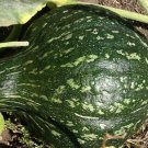 Green Hubbard Winter Squash Seeds 15 Vegetables Fresh Seeds Fast Shipping