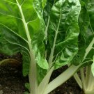 Swiss Chard Seeds 50 Fordhook Giant Heat Tolerant Greens Fresh Seeds Fast Shipping