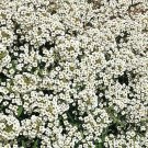 Alyssum Seeds 1500 Carpet Of Snow White Flower Bees Fresh Seeds Fast Shipping
