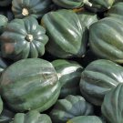 Acorn Squash Seeds 20 Table King Bush Winter Squash Vegetable Fresh Seeds Fast Shipping