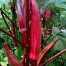 Red Burgundy Okra Seeds 30 Summer Vegetable Fresh Seeds Fast Shipping