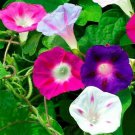 Morning Glory Flower Seeds 30 Mixed Colors Climber Vine Fresh Seeds Fast Shipping
