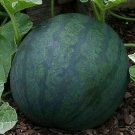 Watermelon Seeds 25 Sugar Baby Fruit Bush Avg Wt 8-10 Lbs Fresh Seeds Fast Shipping