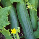 Marketmore 76 Cucumber Seeds 50 Vegetables Fresh Seeds Fast Shipping