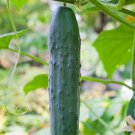 Straight Eight Cucumber Seeds 50 Vegetable Straight 8 Fresh Seeds Fast Shipping
