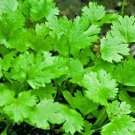 Cilantro Coriander Seeds 100 Mexican Herb Fresh Seeds Fast Shipping
