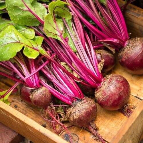 Lutz Green Leaf Red Stem Beet 50 Ct Winterkeeper Fresh Seeds Fast Shipping