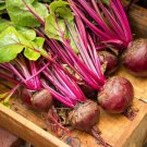 Lutz Green Leaf Red Stem Beet 50 Ct Winterkeeper Fresh Seeds Fast Shipping