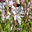 Gaura Lindheimeri Seeds 25White Flower Wildflower Fresh Seeds Fast Shipping