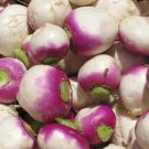 Purple Top Turnip Seeds 600 White Globe Vegetable Fresh Seeds Fast Shipping