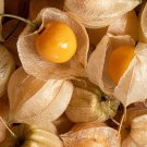 Cape Gooseberry Tomatillo Seeds 100 Ct Large Fruit Husk Goldenberry Fresh Seeds Fast Shipping
