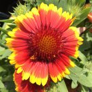 Gaillardia Blanket Flower Seeds 100 Fresh Seeds Fast Shipping