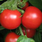 Sub Arctic Plenty Tomato Seeds 50 Determinate Vegetable Fresh Seeds Fast Shipping